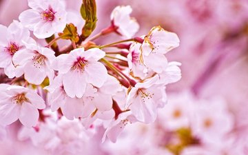 cherry-blossom.jpgのサムネイル画像