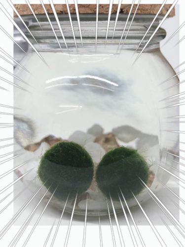 綾瀬市 藤沢市 より iPhone買取